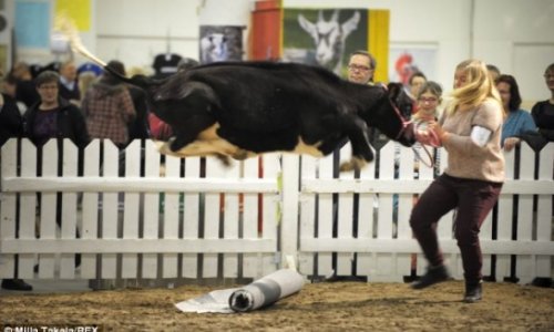 The cow that CAN jump over the moon - PHOTO