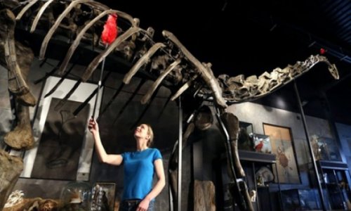 Diplodocus skeleton to be auctioned