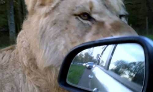 Safari park lion frightens visitors - PHOTO