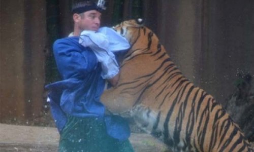 Tiger mauls trainer at Australia Zoo - VIDEO