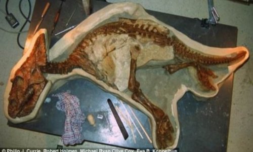 Perfectly preserved skeleton of a baby Chasmosaurus unearthed