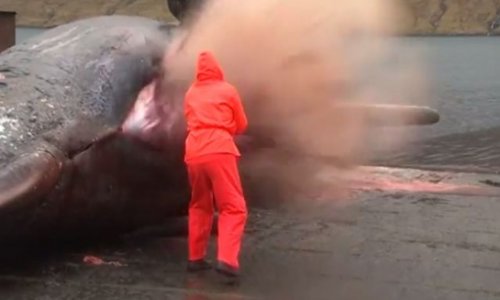 Dead whale explodes as it is cut open - VIDEO