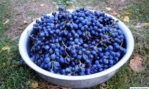 Grape harvesting in Azerbaijan - PHOTO