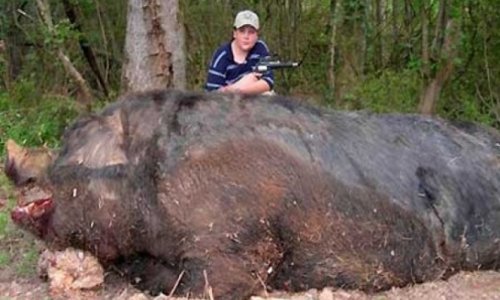 World’s largest pig – hogzilla II