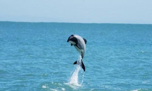 'Death sentence' for tiny dolphin