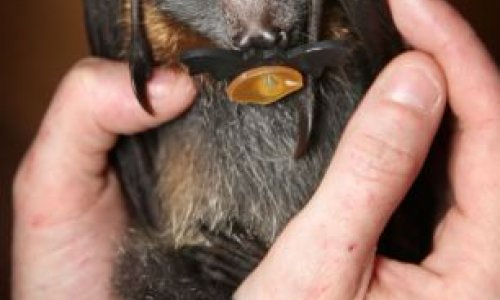 Orphaned baby flying foxes find a new home - PHOTO