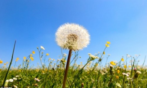 Young girl had a 'fully grown' dandelion inside her ear