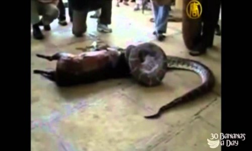 Python swallowes a deer alive, then spits it out - VIDEO