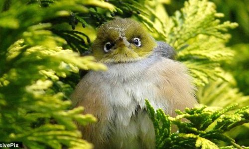 Real life Angry Birds - PHOTO