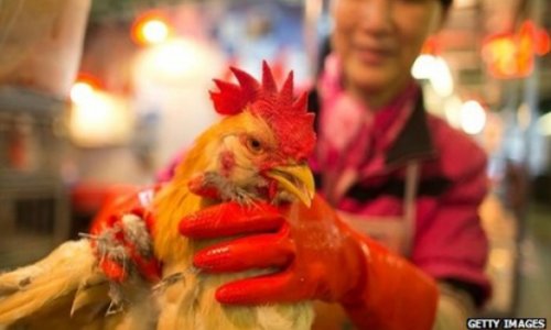 Hong Kong confirms first case of H7N9 bird flu