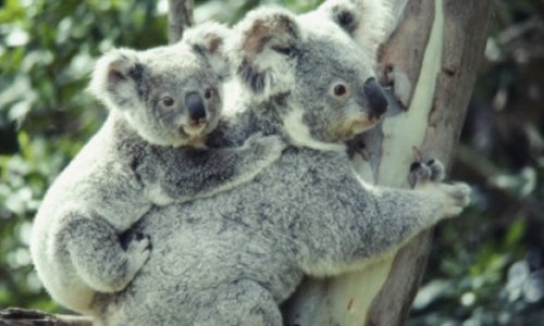 Koalas have unique voice organ - VIDEO