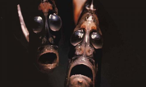 7 of the most frighteningly bizarre ocean creatures - PHOTO