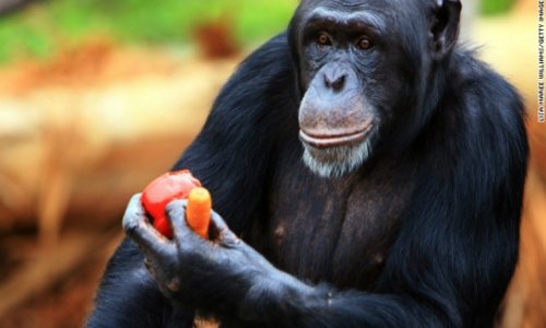 Chimps should be recognized as 'legal persons,' lawsuits claim
