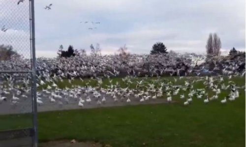 Hilarious reaction to huge flock of geese in flight