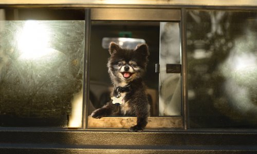 Delirious animals just love hanging their heads out of car windows - PHOTO