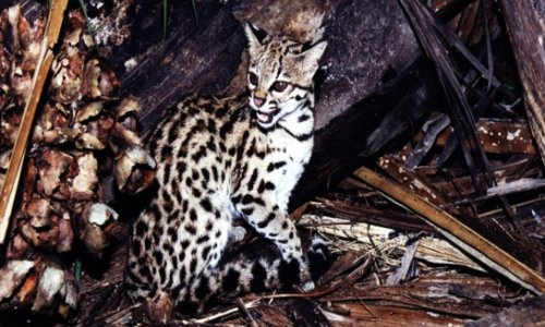 Cryptic new species of wild cat identified in Brazil - PHOTO