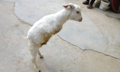 Cancer patient travels a lot to buy two-legged goat - PHOTO