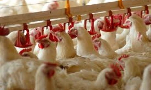 Azerbaijan plans to double poultry production by 2015