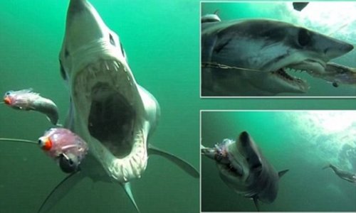 GoPro shows you what it's like being chased and eaten by shark - VIDEO