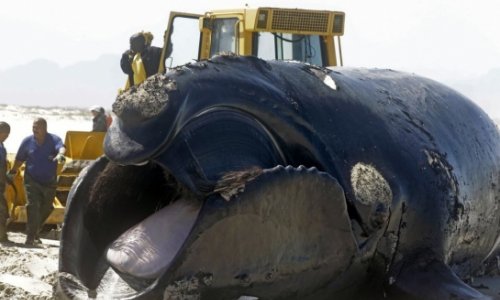 Exploding Southern Right Whale on beach near Cape Town - VIDEO