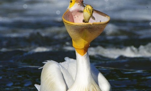 Hungry pelican opens bill like a basketball net - PHOTO