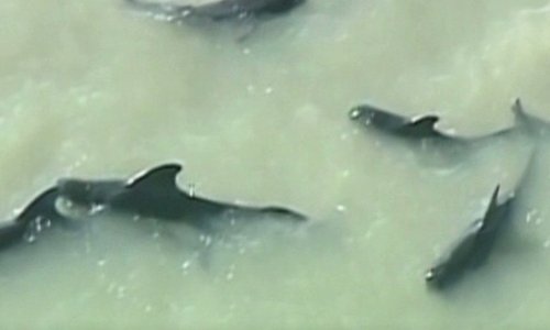 Survival 'expectation low' for pilot whales stranded in Everglades park