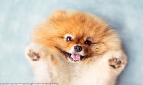 Is this the world's most photogenic pup? - PHOTO