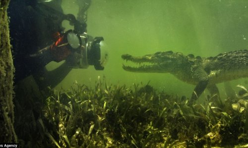 The moment crocodile sneaks up on an underwater photographer - PHOTO