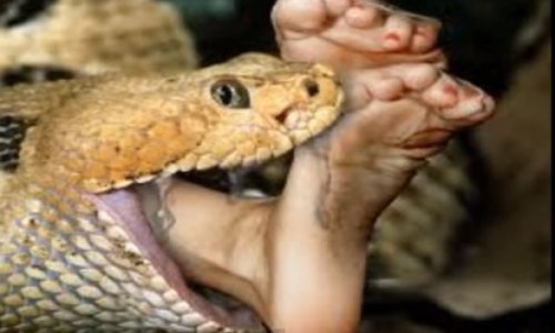 When snakes are eaten, they revenge - VIDEO