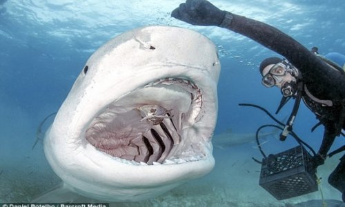 Incredible photos of a diver hand-feeding a killer shark - PHOTO