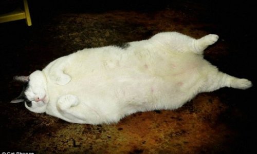 Popular fat cat dies of congestive heart failure at the age of 6