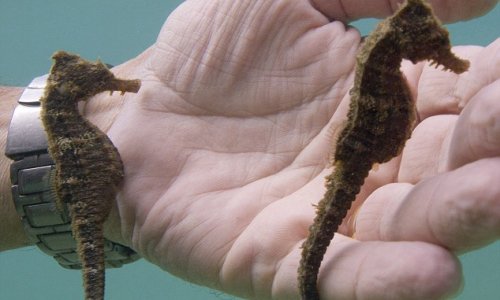 Seahorse spots its own reflection from a diver's watch - PHOTO