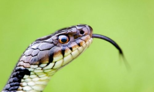 Man bitten on penis by hungry snake lurking in toilet