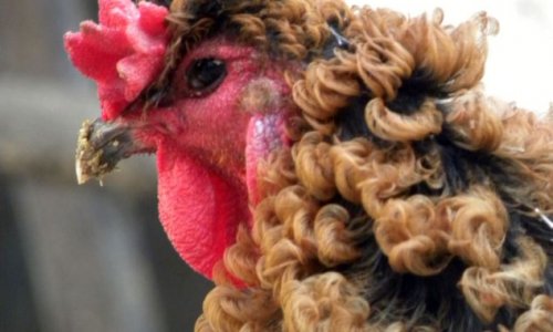 Chinese chicken that looks like its had a perm - PHOTO