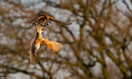A daring kestrel tries to steal a vole right out of a barn owl's talons - PHOTO