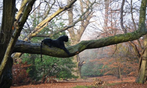 Big cat emerges in the London fog - PHOTO