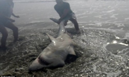 Man hooks a Great White shark off the beach - PHOTO+VIDEO