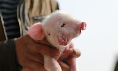 Piglet born with two mouths, two noses and three eyes - PHOTO