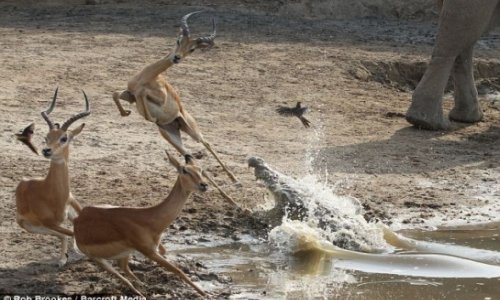 Impala cheats death by inches as it leaps away from crocodile’s jaws - PHOTO