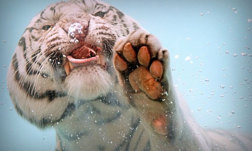 Bengal tiger plunges into water to demolish lump of raw meat - PHOTO