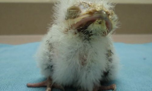 Frogmouth chick is raised by zookeepers because ... - PHOTO