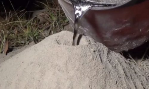 Ant colony artist responds to fierce ‘insect killing’ criticism - VIDEO