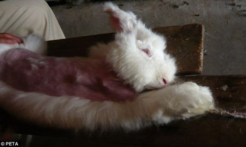 Clothing brands agree to stop selling ‘cruel’ angora wool - PHOTO+VIDEO