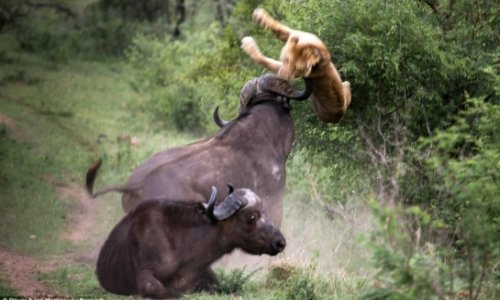 Bull saves its friends who was being eaten by a lion.... - PHOTO+VIDEO