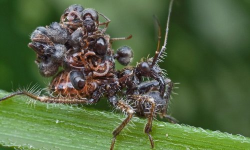 Assassin bug disguises itself with cloak of dead ants - PHOTO