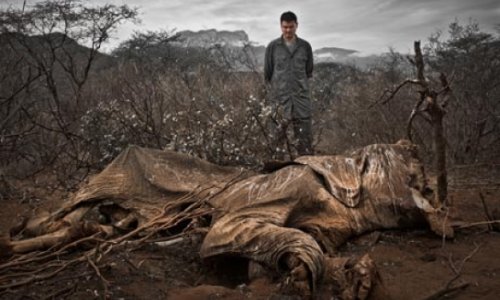 The year wildlife crime became an international security issue - PHOTO