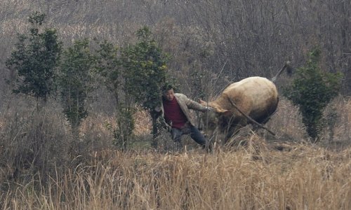 Why you shouldn't poke bull with big stick - PHOTO