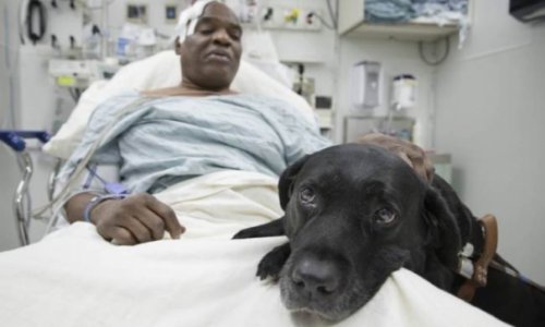 Blind man can’t afford to keep guide dog that saved his life