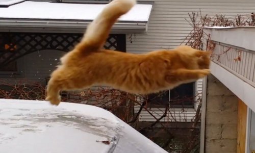 Waffles the cat tries to jump on to snowy roof - PHOTO