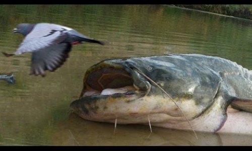 Killer catfish hunt pigeons on island - PHOTO+VIDEO